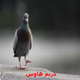 Illustration for article titled شركة مكافحة حمام بالرياض 0538078147
